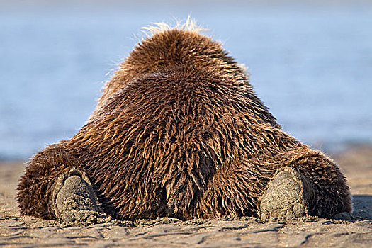 大灰熊,棕熊,休息,海滩,克拉克湖,国家公园,阿拉斯加