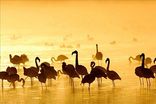 小红鹳,日出,纳库鲁湖,肯尼亚