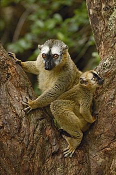 褐色,狐猴,雌性,东方,雨林,靠近,马达加斯加