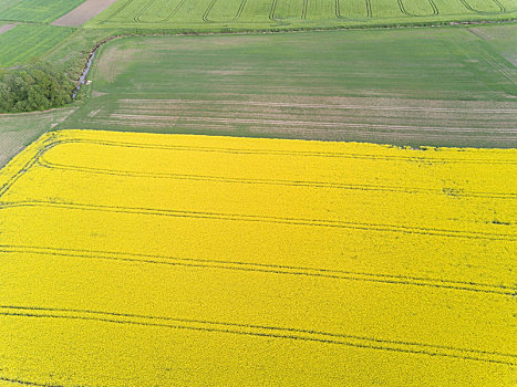 油菜籽,地点,黄色,绿色,航拍,乡村,俯视,拉脱维亚