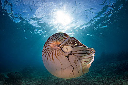 帕劳鹦鹉螺图片