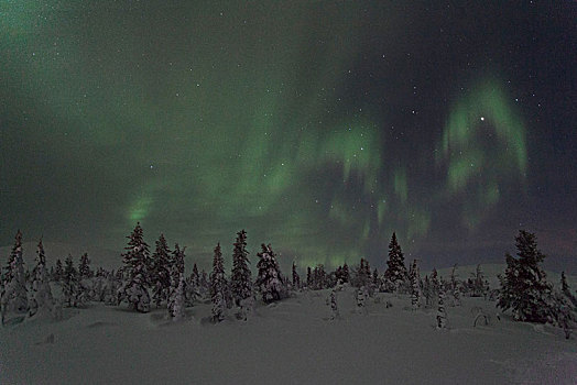 冰冻,树,遮盖,雪,北极光,拉普兰,芬兰
