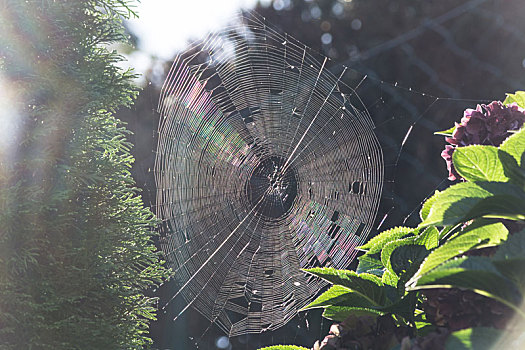 蜘蛛网,早晨,露珠,逆光