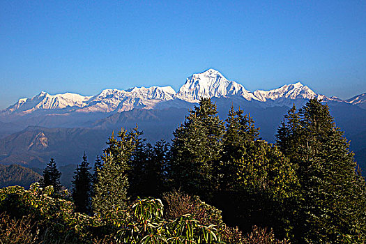树,树林,山脉,背景,安娜普纳保护区,喜马拉雅山,尼泊尔