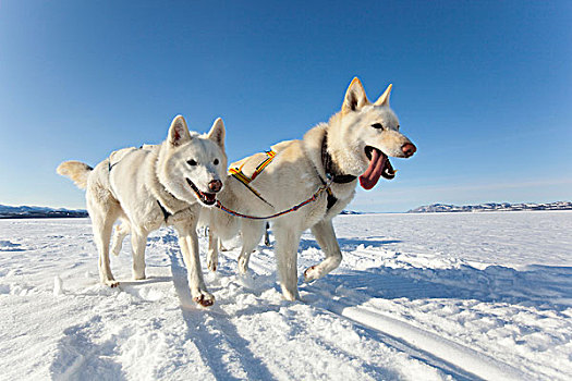 两个,白色,领着,狗,团队,雪橇狗,阿拉斯加,爱斯基摩犬,冰冻,育空地区,加拿大