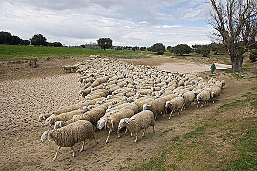 家羊,成群,干燥,河床,西班牙,欧洲