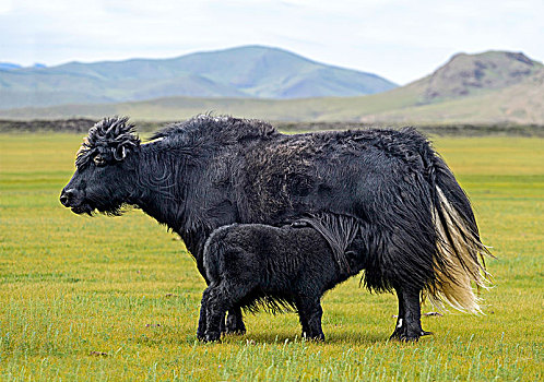 黑色,牦牛,母牛,幼兽,山谷,国家公园,蒙古,亚洲