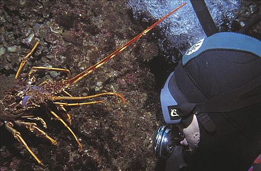大螯虾,海洋生物,亚速尔群岛,大西洋,水下,水上运动,葡萄牙,探险,假日