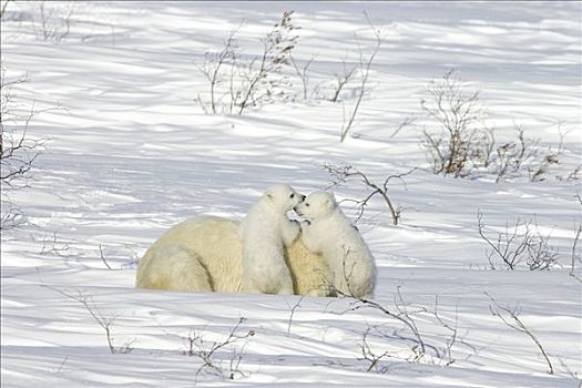 北极熊,雌性,星期,老,幼兽,苔原,北极