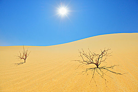 干燥,灌木,沙漠,太阳,沙子,海洋,利比亚沙漠,撒哈拉沙漠,埃及,北非,非洲