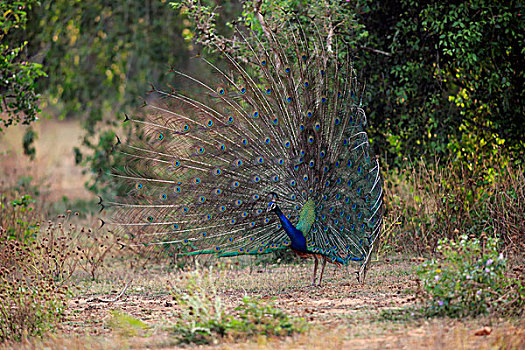 印度,孔雀,蓝色,蓝孔雀,成年,羽毛,示爱,国家公园,斯里兰卡,亚洲