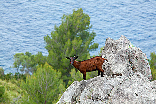野生,山羊,石头,靠近,马略卡岛,西班牙