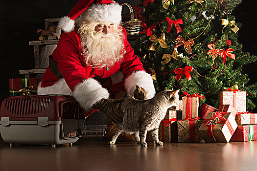 圣诞老人,制作,礼物,孩子,虎斑猫,新,物主,放置,可爱,猫,靠近,圣诞树
