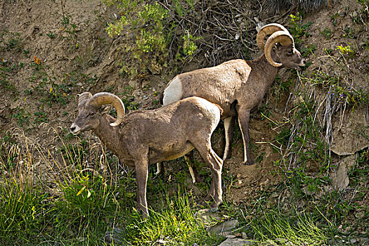 大角羊,进食,救助,溪流,区域,黄石国家公园,蒙大拿