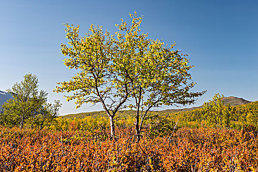 秋天,矮小,桦树,矮桦,国家公园,北博滕省,拉普兰,瑞典,欧洲