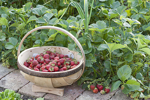 草莓,丰收,有机,花园