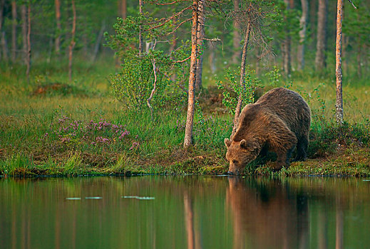棕熊,堤岸,饮用水,芬兰,欧洲