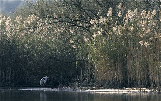 大蓝鹭,湿地,欧洲
