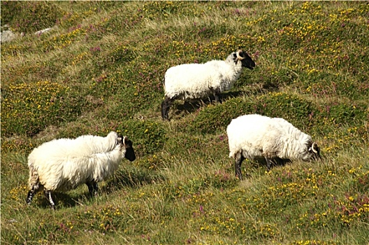 爱尔兰,绵羊