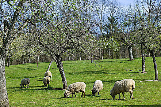 德国,绵羊,放牧,果园,盛开,苹果树,春天