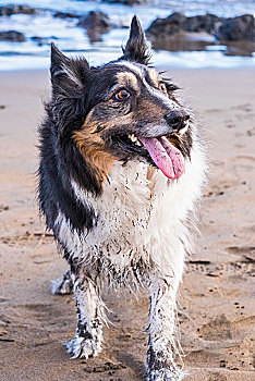 脏,高兴,狗,博德牧羊犬,海滩,沙子,水,后面,漂亮,头像,好友