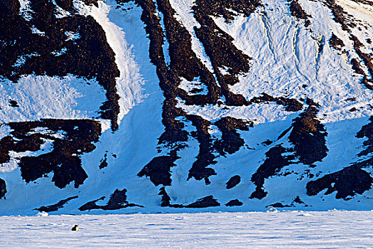 海豹,北极圈,海洋,冰,仰视,悬崖,巴芬岛,加拿大