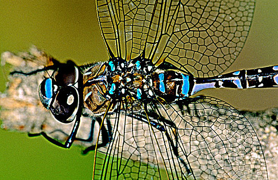 变化,绿蜻蜓,蜻蜓,艾伯塔省,加拿大