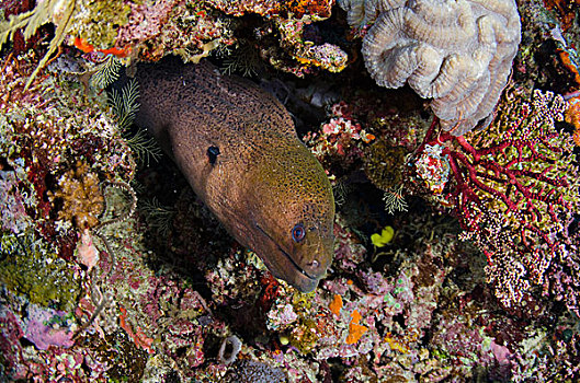 巨大,海鳗,裸胸鳝属,彩虹,礁石,斐济