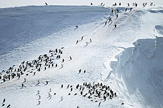 南极,南设得兰群岛,帽带企鹅,阿德利企鹅属,斜坡,高处,欺骗岛