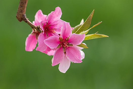 桃花,粉色