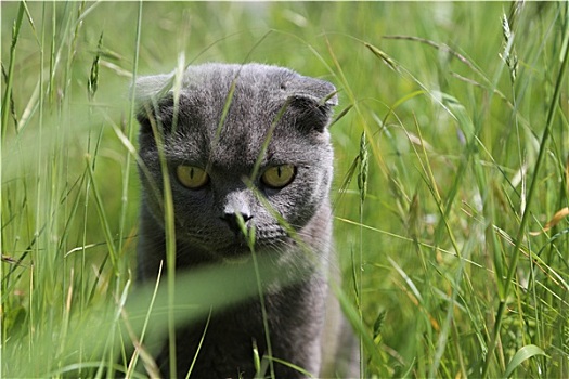 苏格兰折耳猫,小猫,绿色,草地