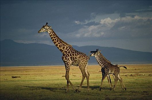 长颈鹿,雌性,走,两个,幼兽,肯尼亚