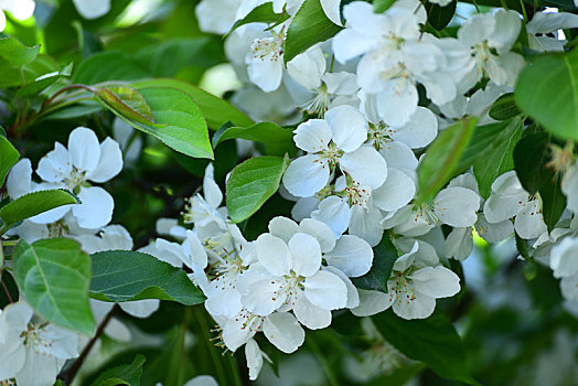 海棠花开