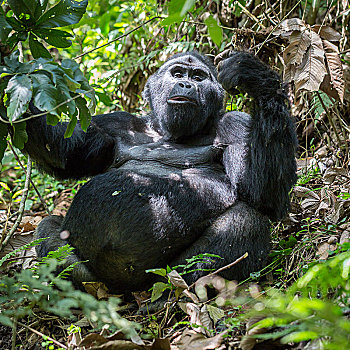 山地大猩猩,大猩猩,坐,雨林,国家公园,乌干达,非洲