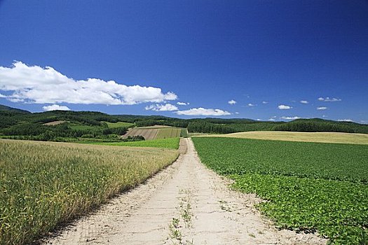 乡间小路,绿色,地点