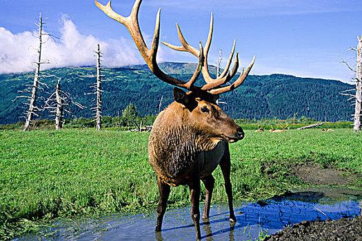 麋鹿,站立,小溪,草,草地,阿拉斯加野生动物保护中心,波蒂奇,阿拉斯加