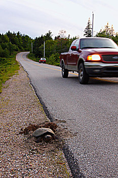 鳄龟,产卵,公路,新斯科舍省,加拿大