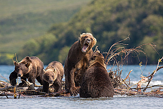棕熊,防护,小动物,堪察加半岛,俄罗斯,欧洲