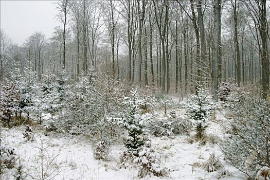 雪,冬天,树林,山毛榉树,冷杉