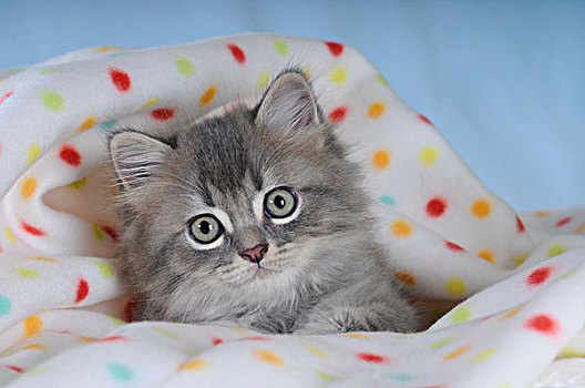 小猫,斑点,毯子