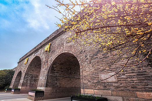 湖北荆州古城墙旁的腊梅开的很艳丽