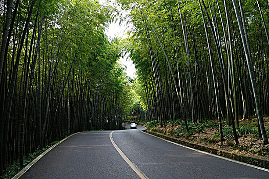 汽车素材,漂亮的竹林中的沥青路面