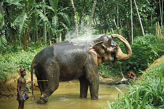 斯里兰卡,亚洲象,沭浴,看护,河,白天,工作