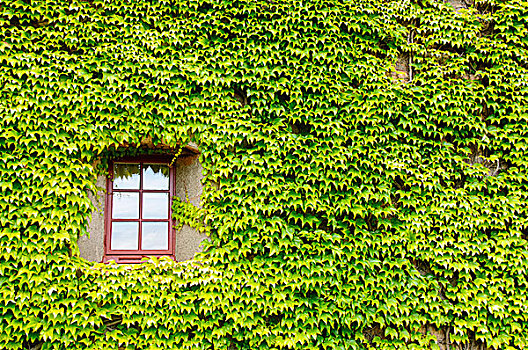 常春藤,遮盖,墙壁,窗户
