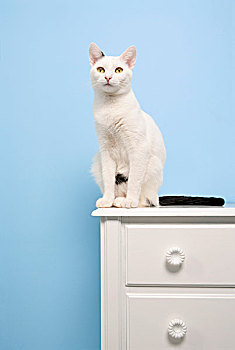 白色,猫,坐,柜橱