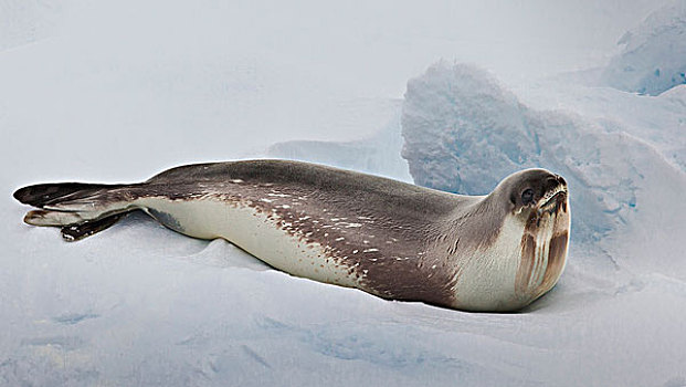 罗斯海,南极,稀有,海豹