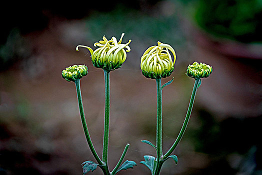 菊花,秋菊