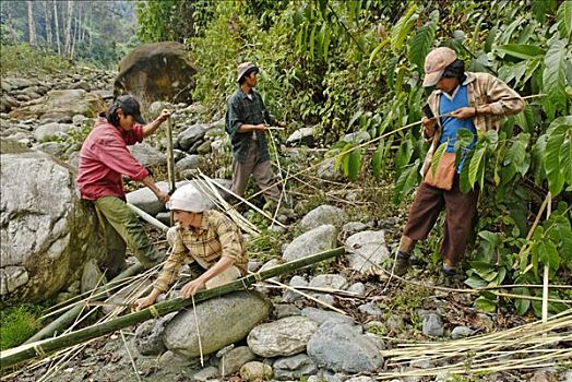 树林,工人,切,竹子,克钦邦,缅甸,亚洲