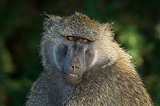 肯尼亚,萨布鲁国家公园,头像,东非狒狒