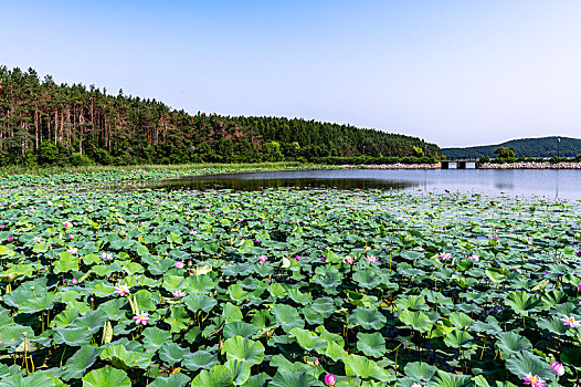 荷花盛开的中国长春净月潭国家森林公园风景